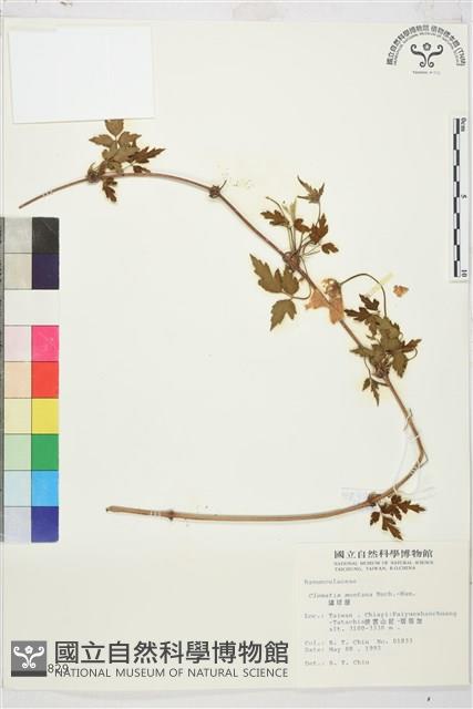 繡球藤藏品圖，第1張