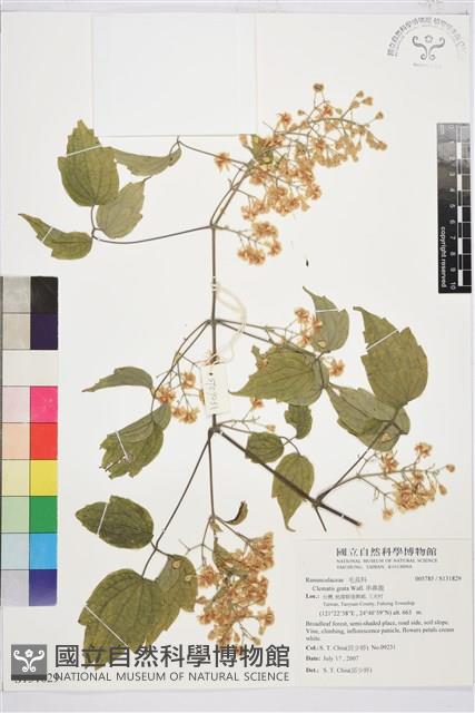 串鼻龍藏品圖，第1張