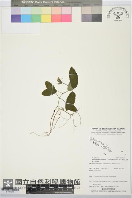 登錄號:S195829藏品圖，第1張