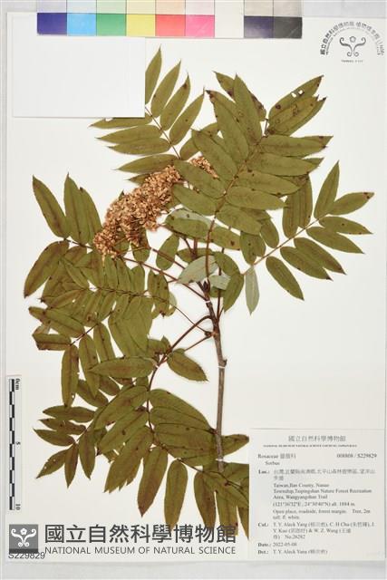 登錄號:S229829藏品圖，第1張