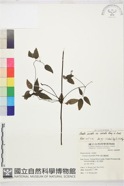 柱果鐵線蓮藏品圖，第2張