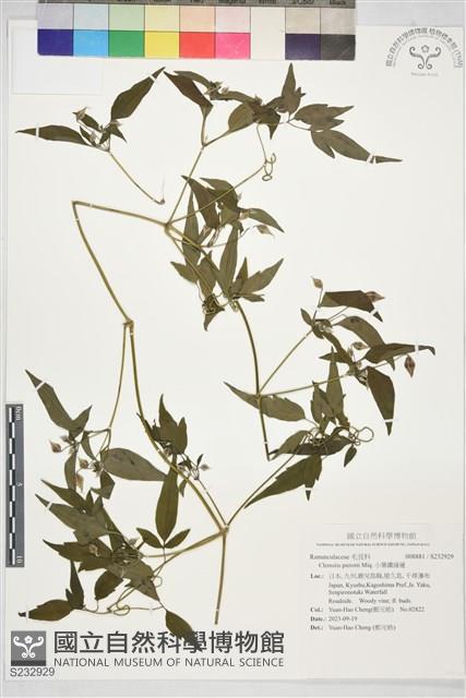 小葉鐵線蓮藏品圖，第1張