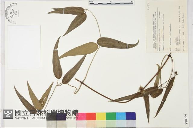 柱果鐵線蓮藏品圖，第2張