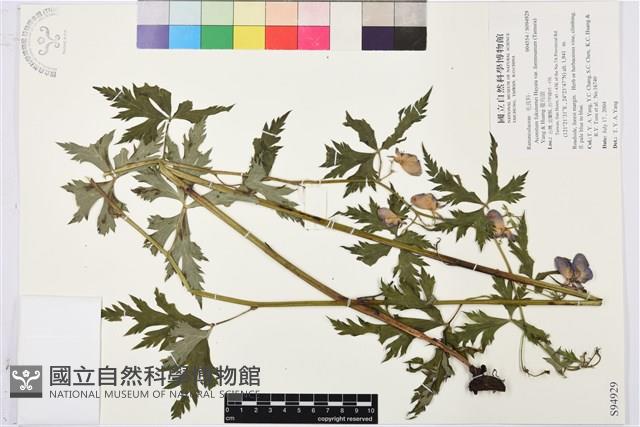 蔓烏頭藏品圖，第1張