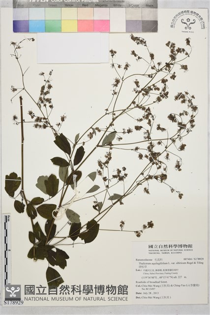 唐松草藏品圖，第1張