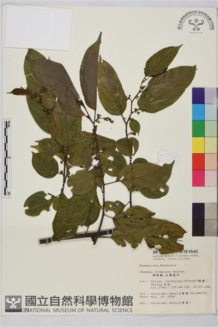 桶鉤藤藏品圖，第1張