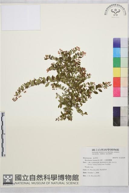 小葉黃鱔藤藏品圖，第1張