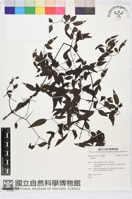 田村氏鐵線蓮藏品圖，第1張