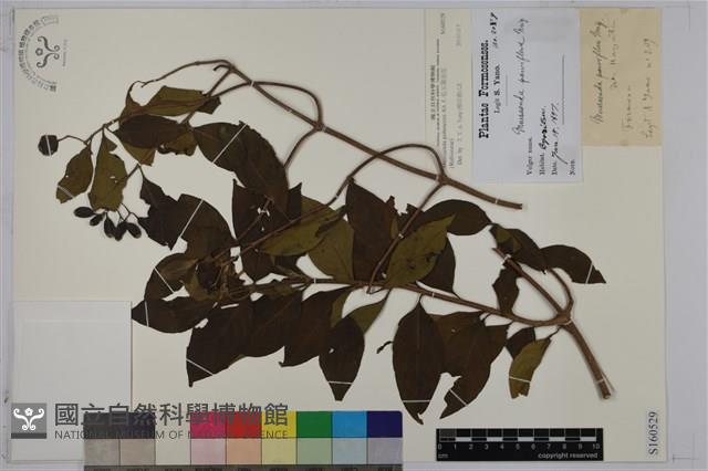 毛玉葉金花藏品圖，第1張