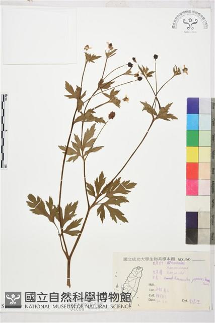 毛茛藏品圖，第1張