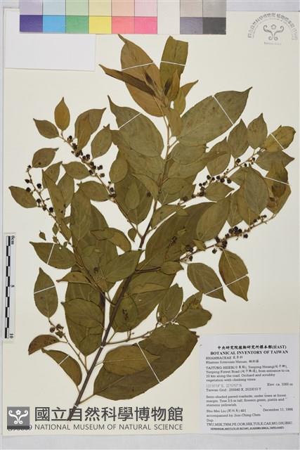 桶鉤藤藏品圖，第1張