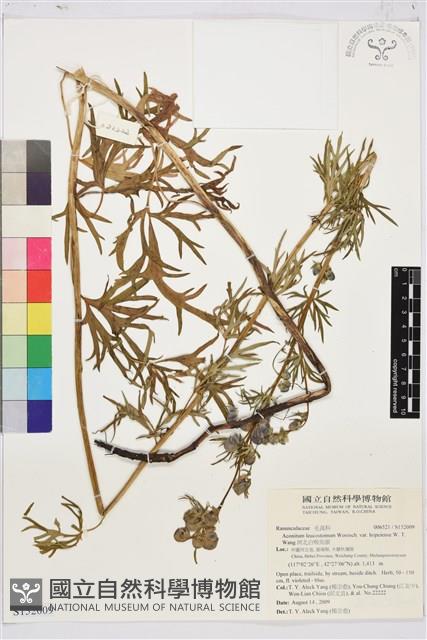 河北白喉烏頭藏品圖，第1張