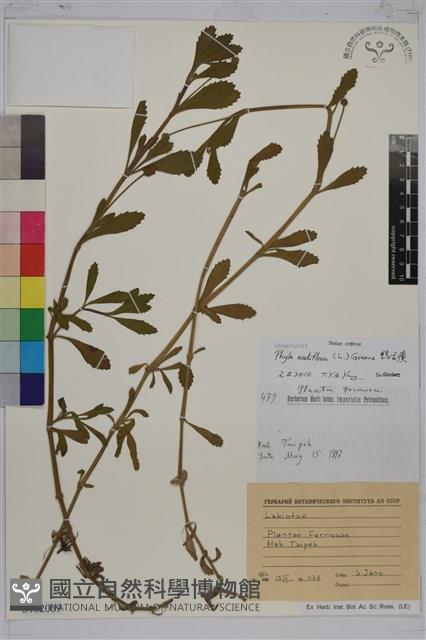 鴨舌黃藏品圖，第1張