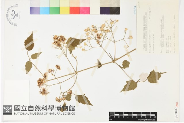 串鼻龍藏品圖，第2張