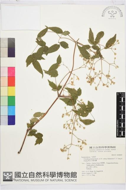 梨山小蓑衣藤藏品圖，第1張