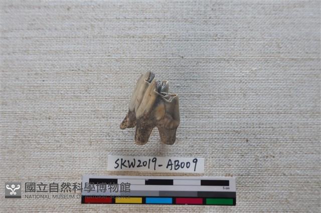 獸骨藏品圖，第1張