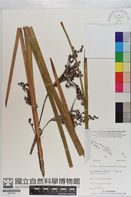 登錄號:S201009藏品圖，第1張