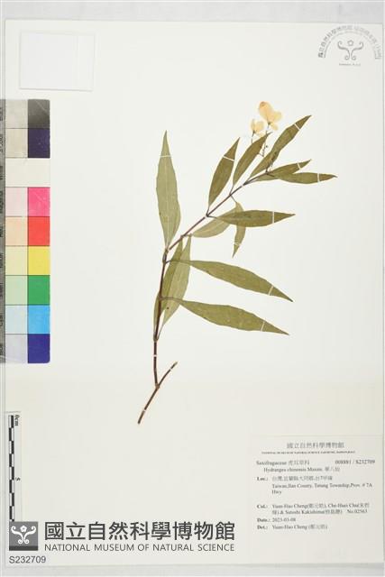 華八仙藏品圖，第1張