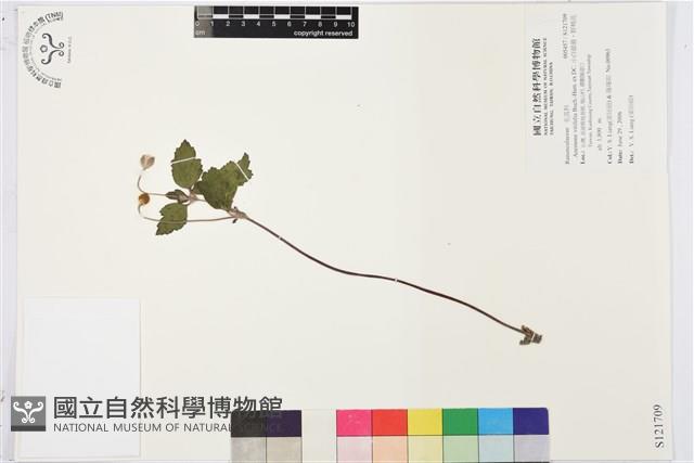 小白頭翁、野棉花藏品圖，第1張