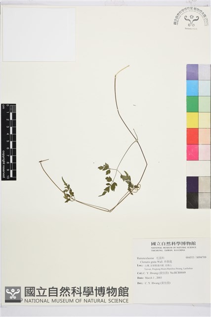 串鼻龍藏品圖，第1張