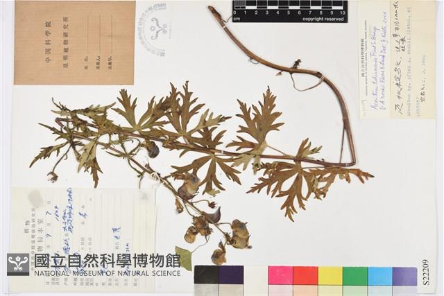 康定烏頭藏品圖，第1張