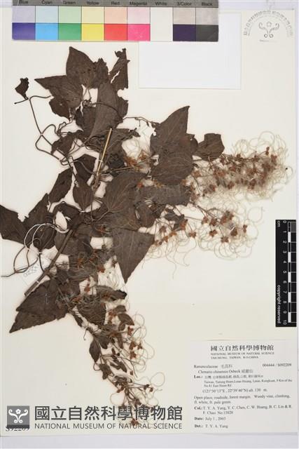 威靈仙藏品圖，第1張