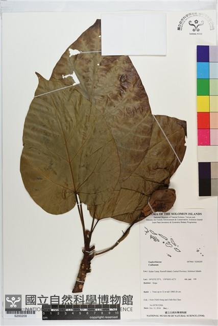 Accession Number:S200209 Collection Image