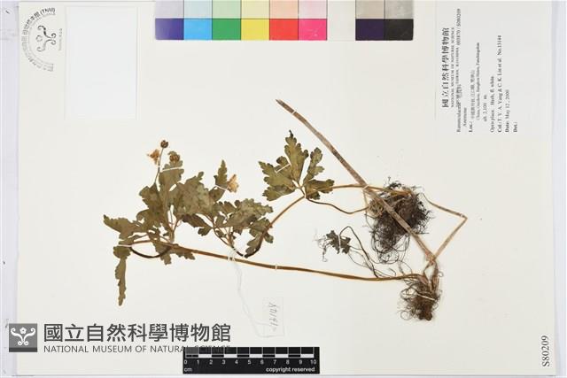 登錄號:S080209藏品圖，第1張