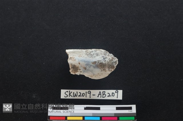 獸骨藏品圖，第1張