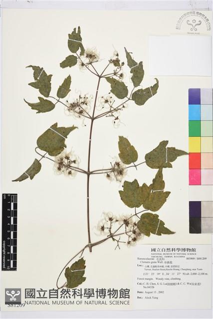 串鼻龍藏品圖，第1張