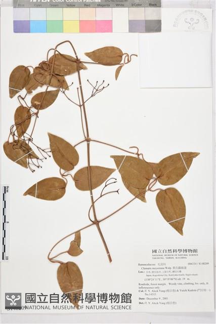 麥氏鐵線蓮藏品圖，第2張