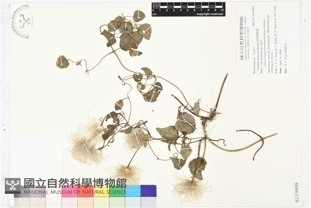 屏東鐵線蓮藏品圖，第1張