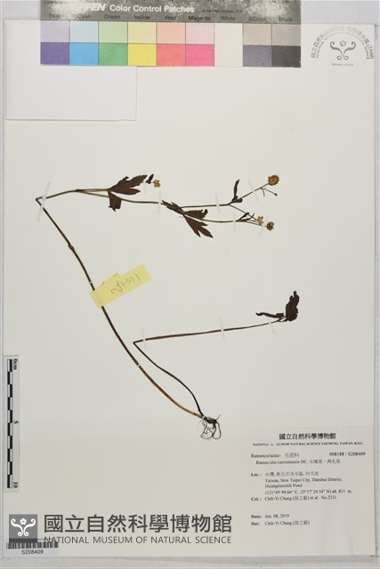 水辣菜、禺毛茛藏品圖，第1張