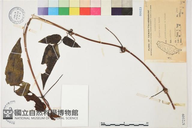 登錄號:S072109藏品圖，第1張