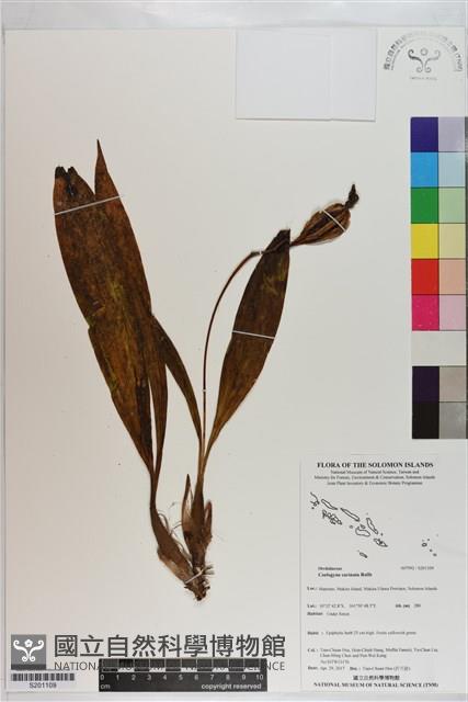 登錄號:S201109藏品圖，第1張