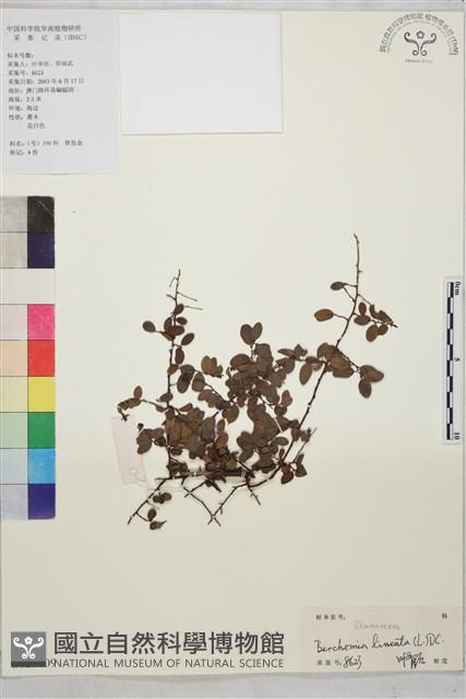 小葉黃鱔藤藏品圖，第1張