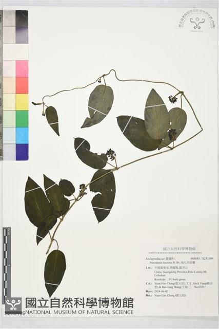 絨毛芙蓉蘭藏品圖，第1張