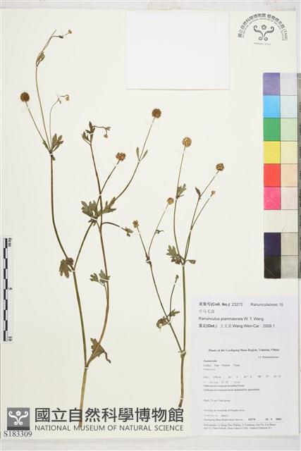 片馬毛茛藏品圖，第1張