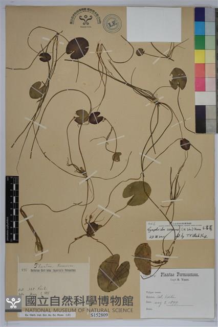 小杏菜藏品圖，第1張