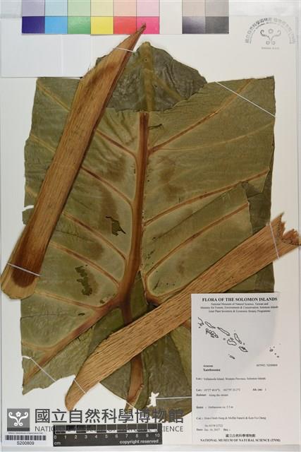 登錄號:S200809藏品圖，第1張