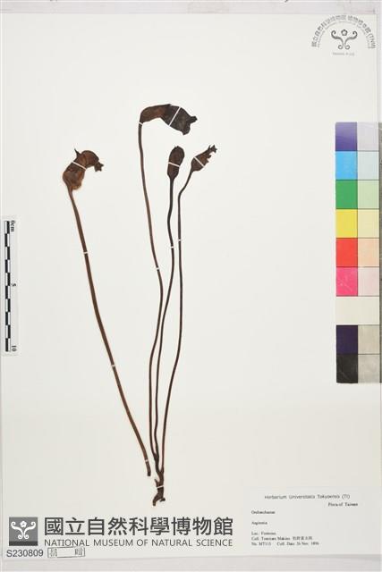 登錄號:S230809藏品圖，第1張