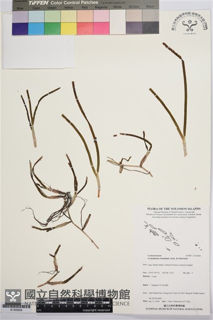 圓葉水絲草藏品圖，第1張