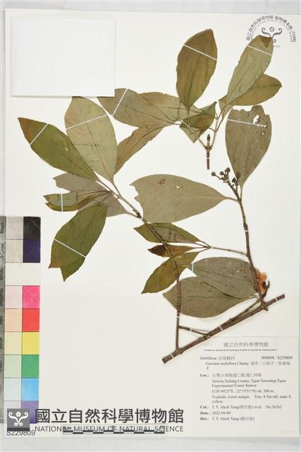 福木、山桔子、恆春福木藏品圖，第1張