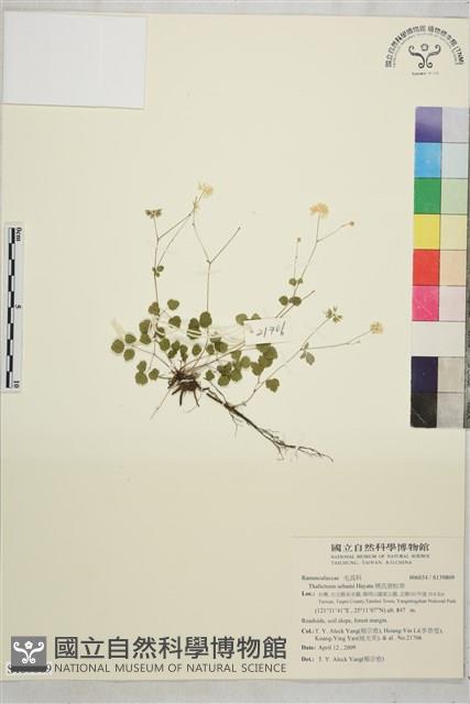 傅氏唐松草藏品圖，第1張