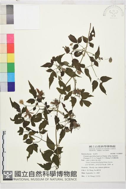 巴氏鐵線蓮藏品圖，第1張