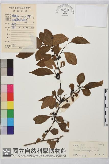 山綠柴藏品圖，第1張