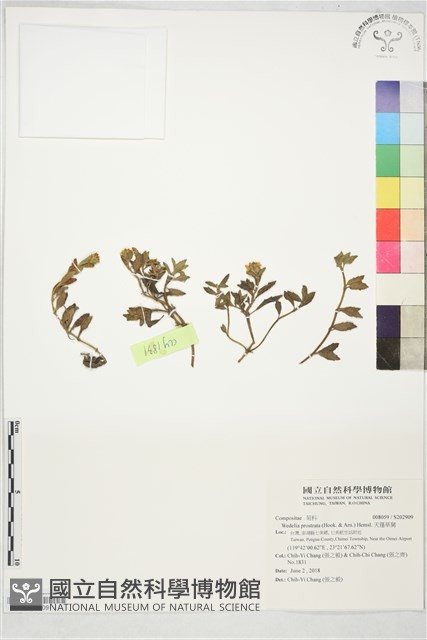 天蓬草舅藏品圖，第1張