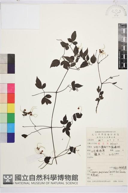 楊子鐵線蓮藏品圖，第1張