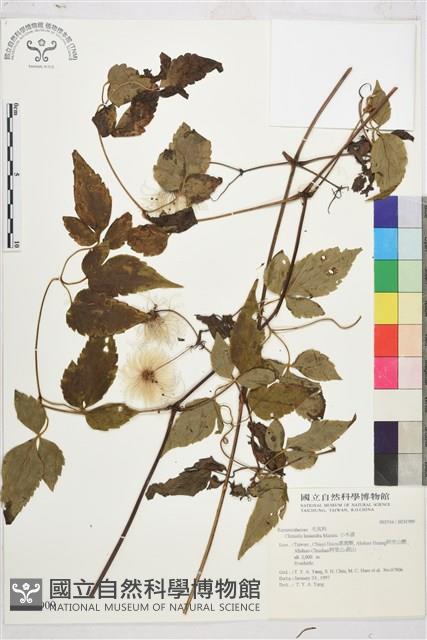 小木通藏品圖，第2張