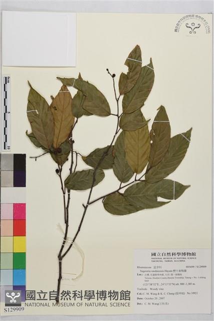 巒大雀梅藤藏品圖，第1張